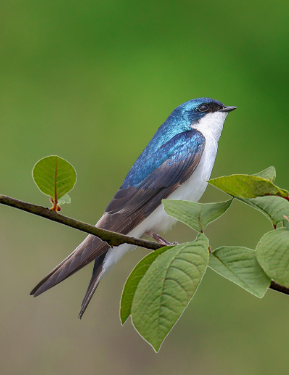 https://www.laval.fr/fileadmin/Phototheque_agglo/Environnement_Nature/CIN/Actu_recensement_nids_de_martinet/hirondelle_de_chemin%C3%A9e.png