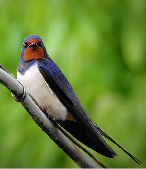 https://www.laval.fr/fileadmin/Phototheque_agglo/Environnement_Nature/CIN/Actu_recensement_nids_de_martinet/hirondelle_de_fen%C3%AAtre.png