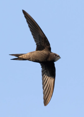 https://www.laval.fr/fileadmin/Phototheque_agglo/Environnement_Nature/CIN/Actu_recensement_nids_de_martinet/martinet_noir.png
