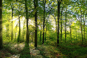 Green forest panorama with rays of sunlight
