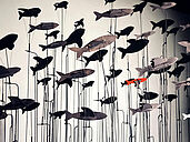 Il y a des oiseaux dans l’aquarium